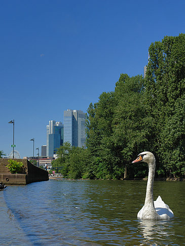 Main mit Schwan