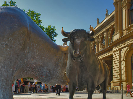 Bulle und Bär