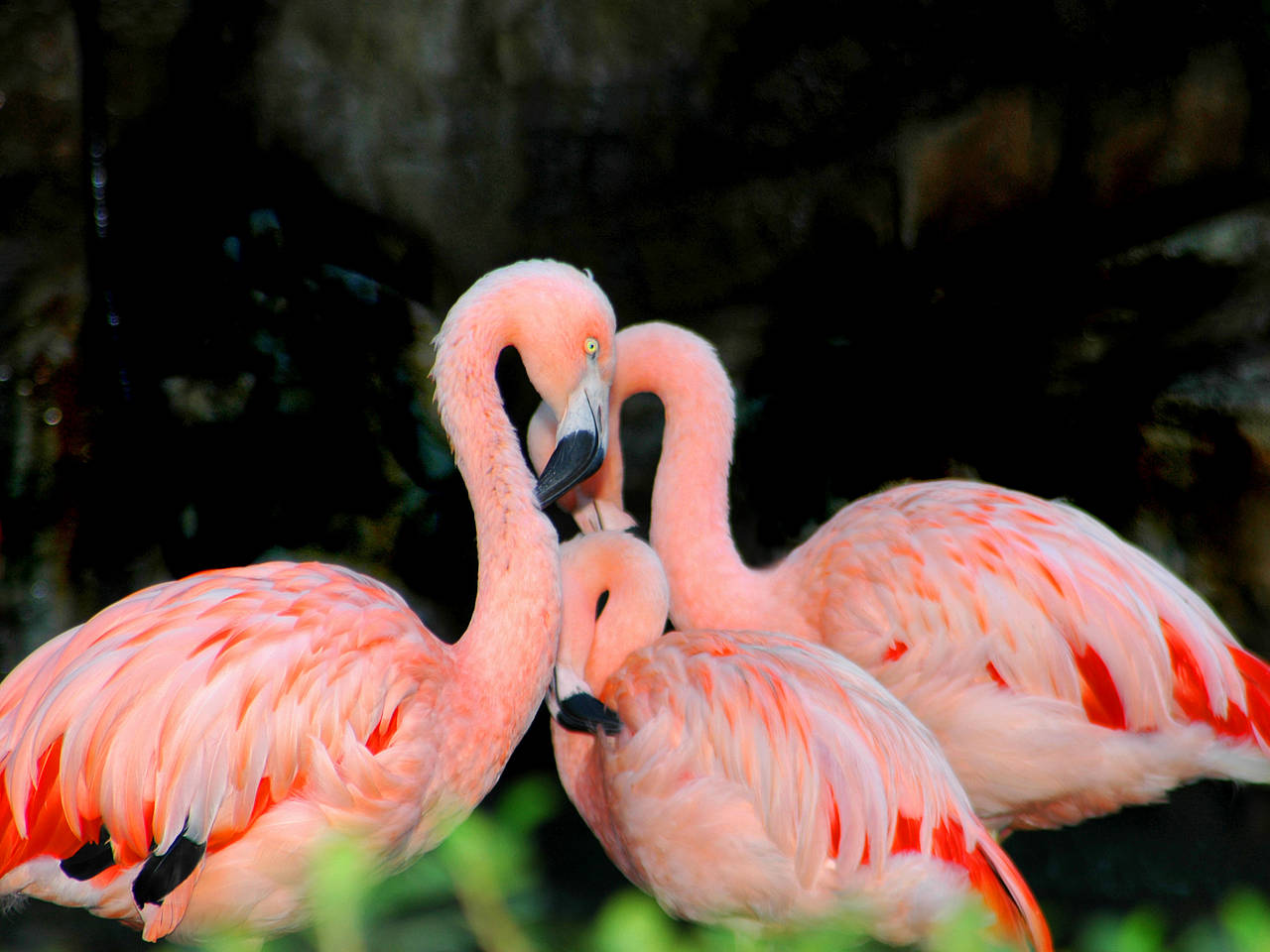 Zoologischer Garten